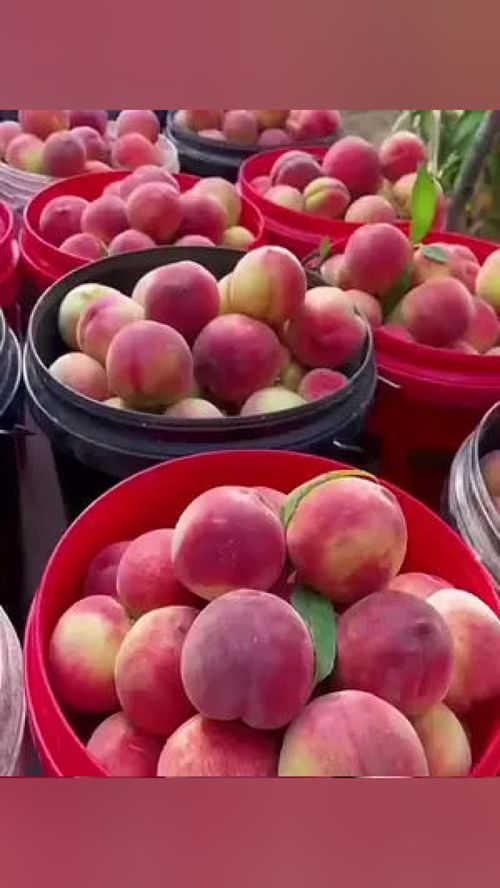 無脊椎動(dòng)物？當(dāng)心這水果里的“不速之客”！——談優(yōu)質(zhì)應(yīng)季水果的選購(gòu)與處理